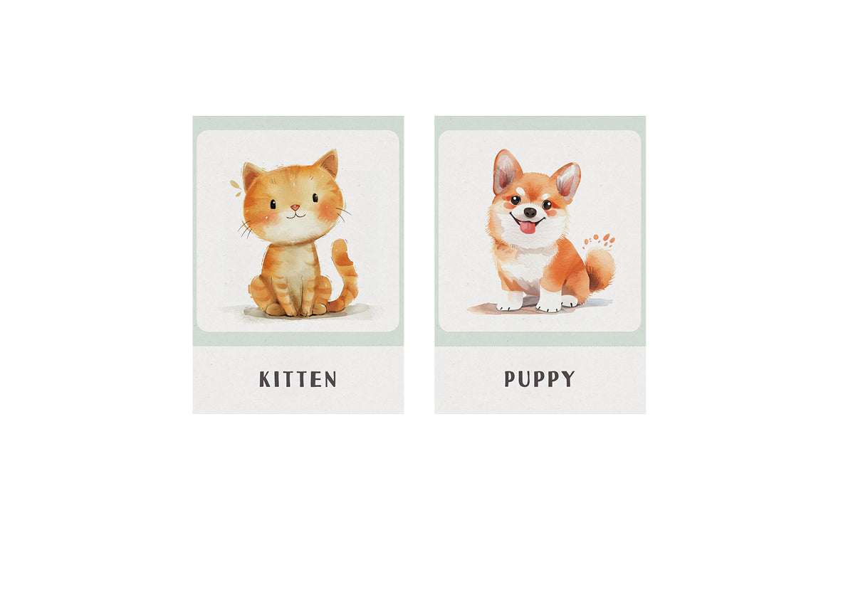 Flash Cards - Animals