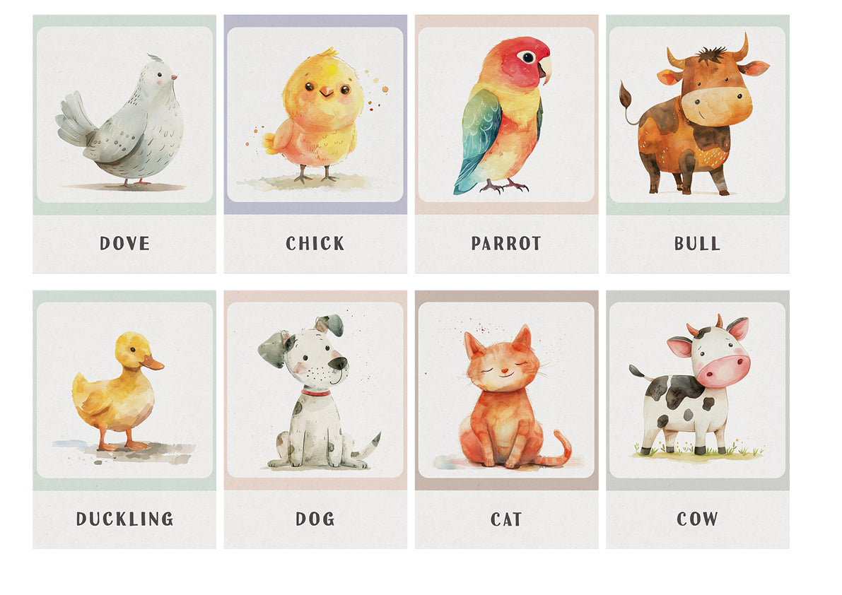 Flash Cards - Animals